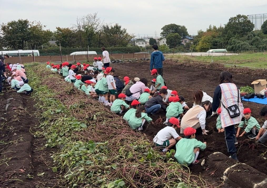 さつまいも掘り